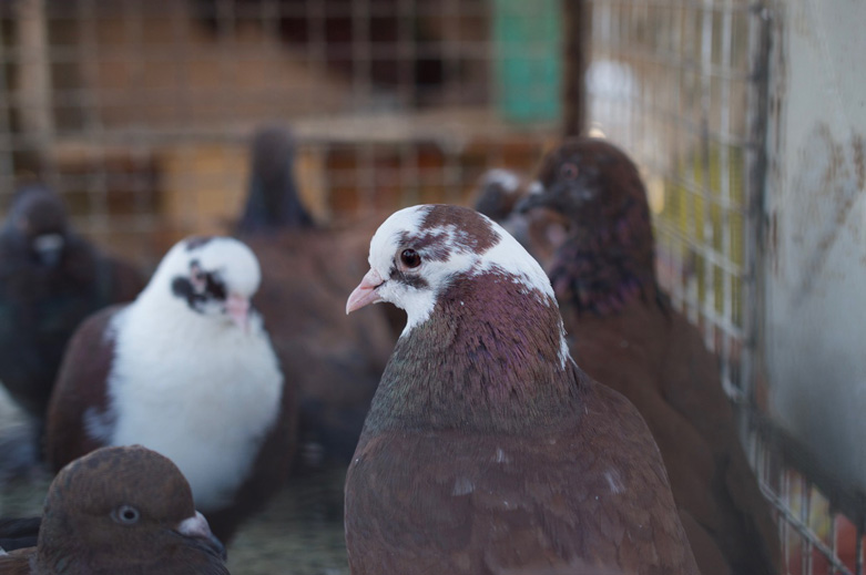Pigeons for sale in the bazaar.